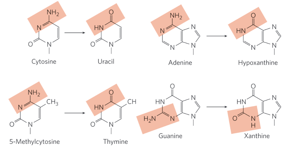 <ul><li><p>deamination = spontaneous loss of exocyclic amino groups</p></li><li><p>deamination of cytosine to uracil = ~100 events/day</p><ul><li><p>recognized as foreign (damage) in DNA and removed → why we don’t see uracil in the genome, and why DNA only contains thymine</p></li></ul></li></ul><p></p>