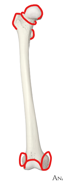 <p>What are the red areas called?</p>