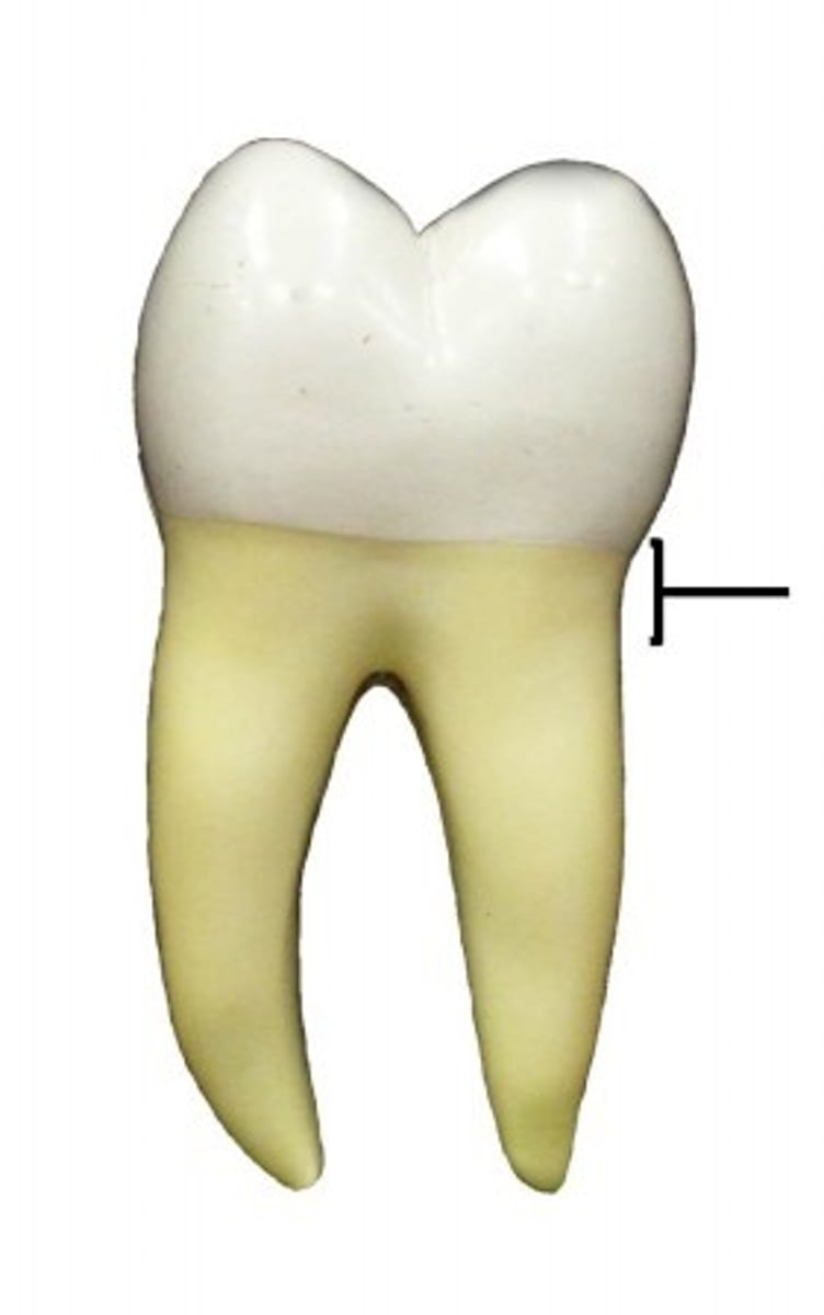 <p>narrow, slightly constricted region below the crown, in contact with gums that cover alveolar processes of the mandible and maxillae</p>