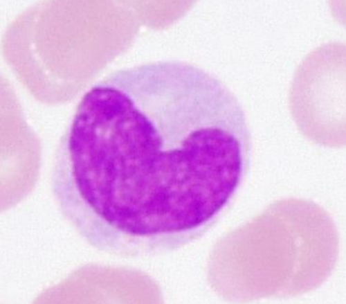 <p>Name the cell</p>