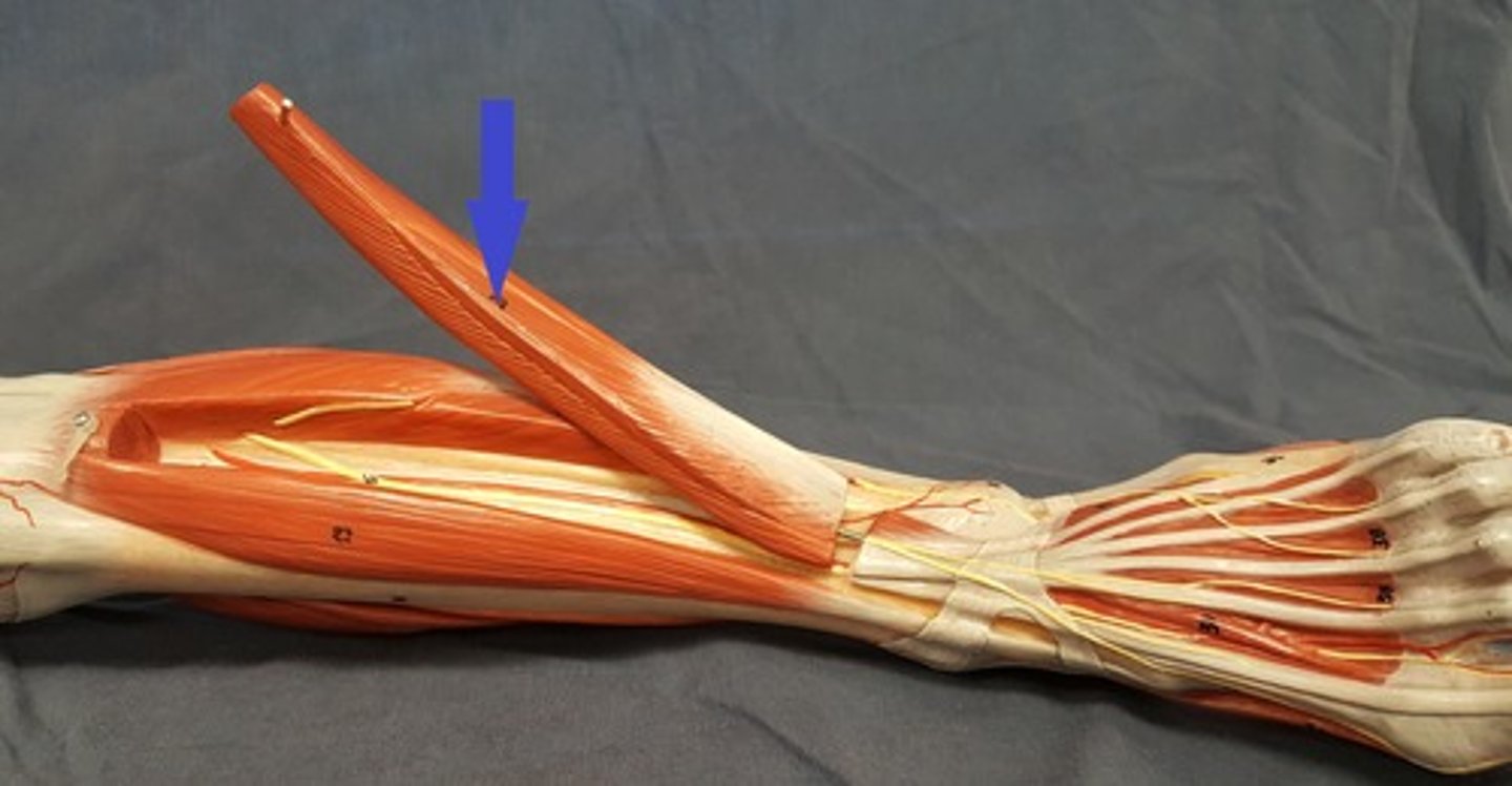 <p>Deep under the extensor digitorum longus muscle</p>