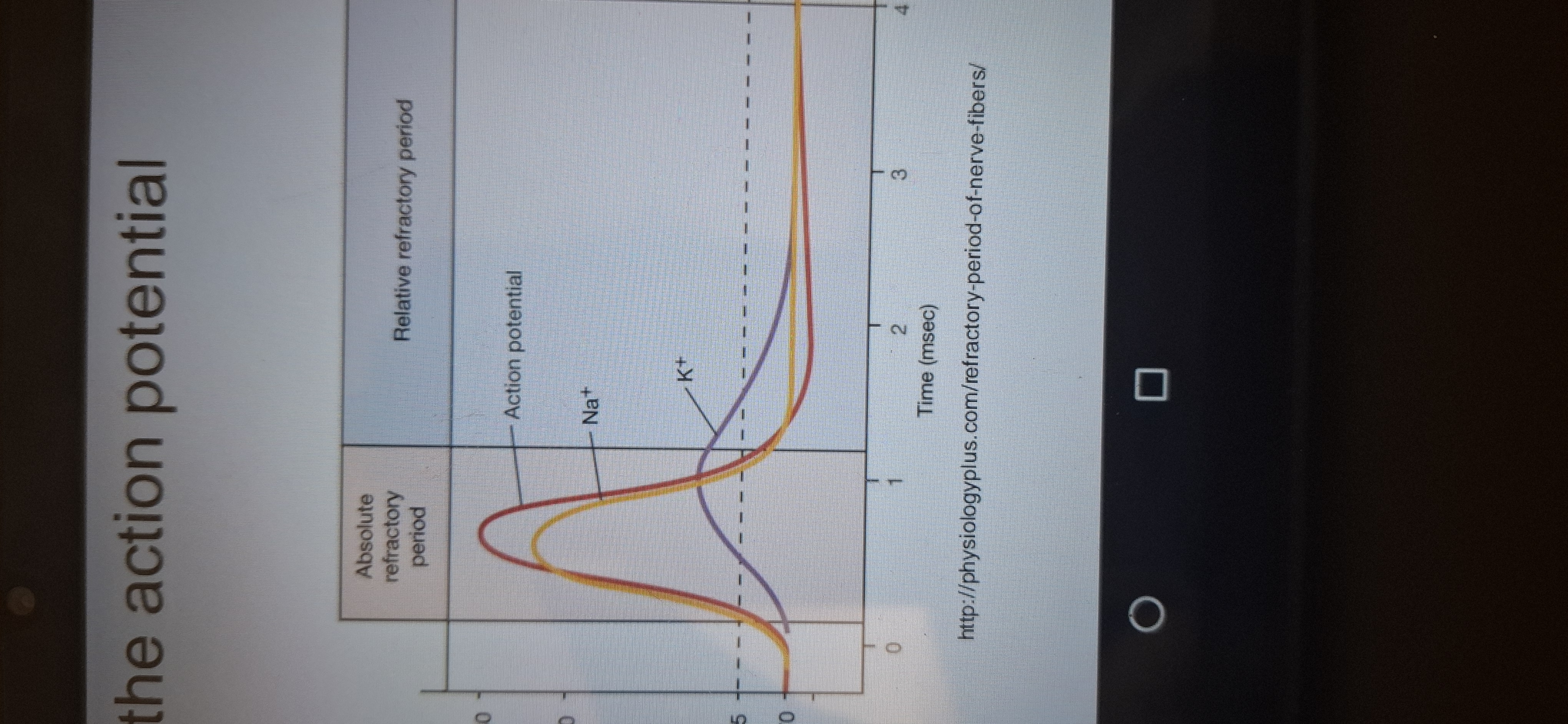 <p>Time when only some stimuli can produce an action potential</p>