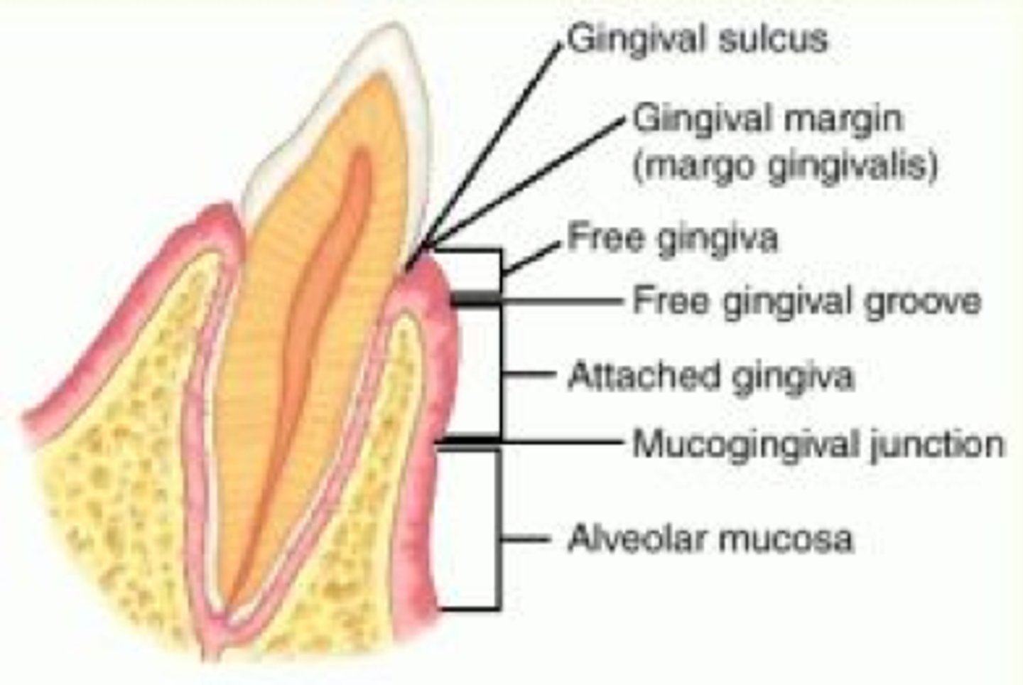 <p>thin, rounded edge where free gingiva meets the tooth. It follows a scalloped and curved contours of the underlying CEJ</p>