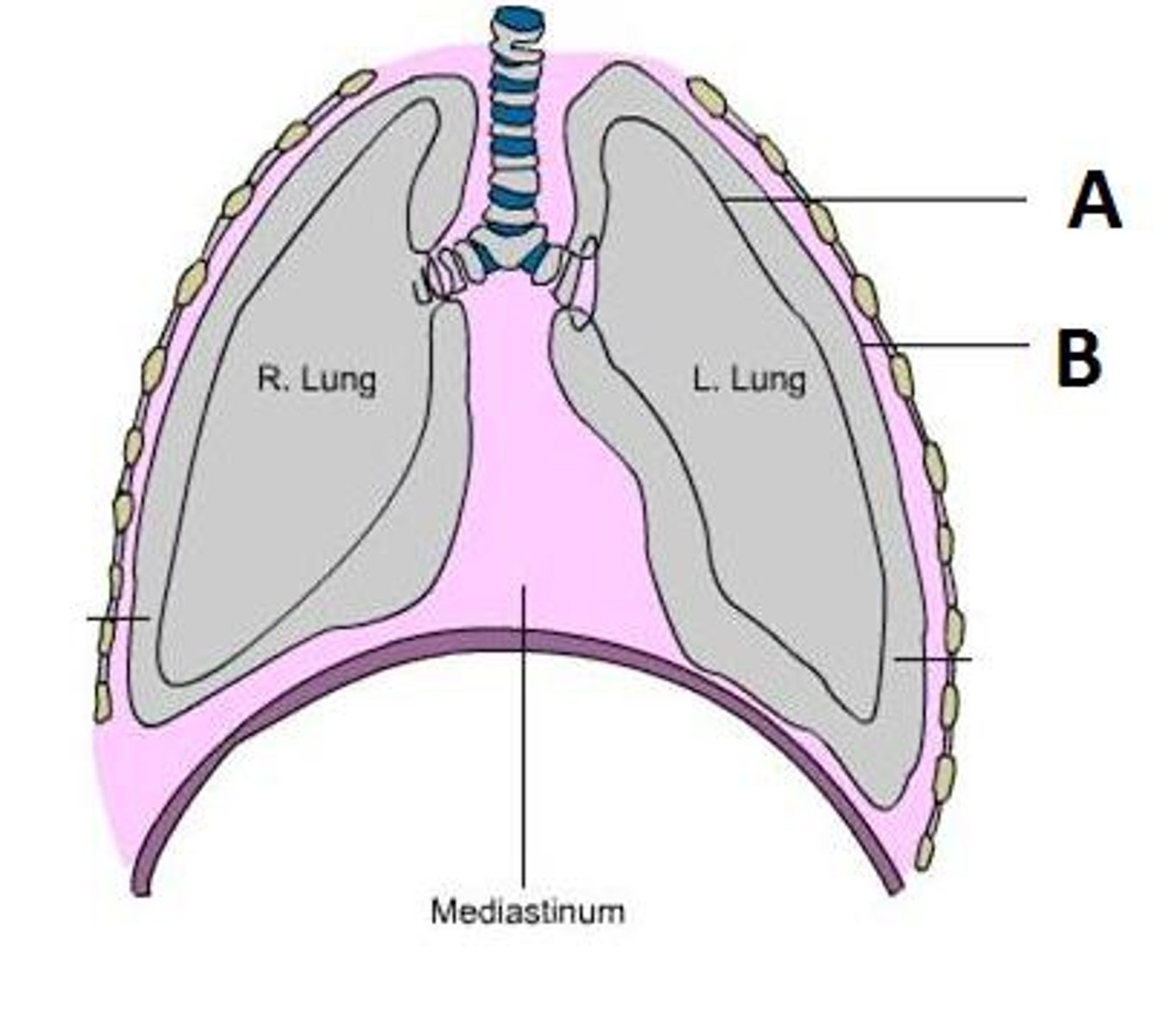<p>outer layer of pleura lying closer to the ribs and chest wall</p>