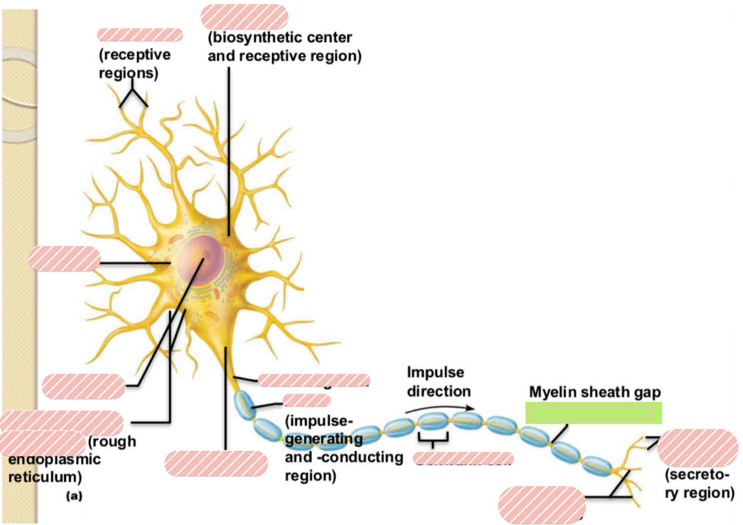 <p><span>Typical Motor Neuron</span></p>