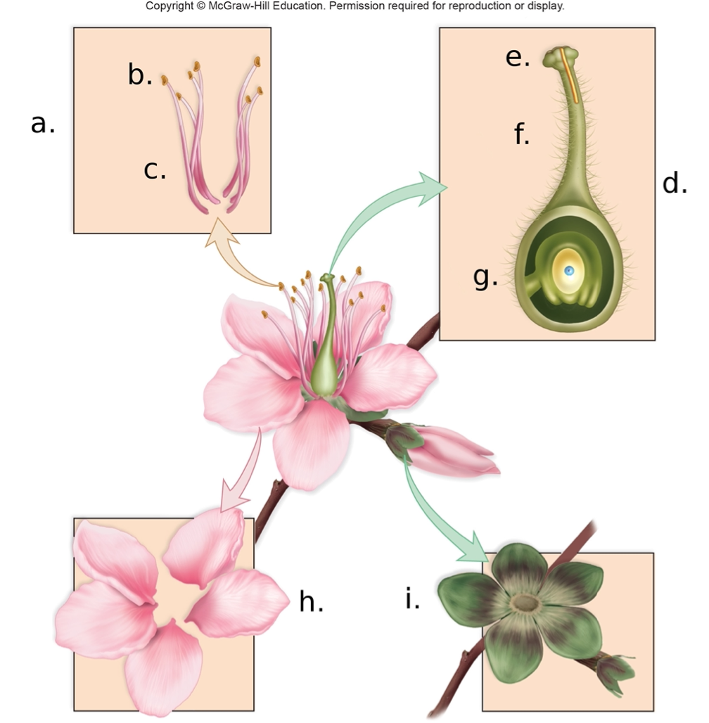 <p><span>In the above image the ovary is labeled</span></p><p><span>&nbsp;</span></p><p><span>A. g</span></p><p><span>B. c</span></p><p><span>C. e</span></p><p><span>D. a</span></p>