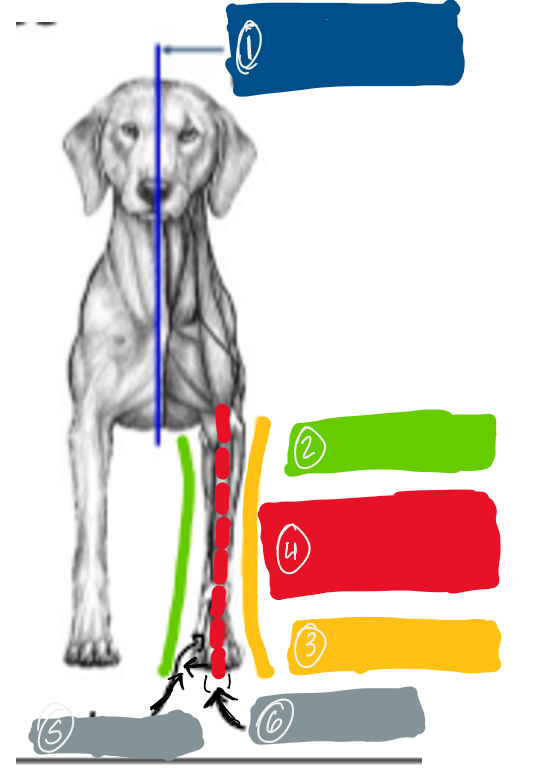 <p>Describe the directional terms pertaining to this view of the thoracic/pelvic limbs. </p>