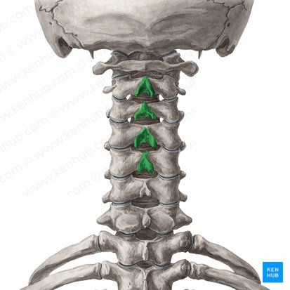 <p>Vertebra Location:</p>