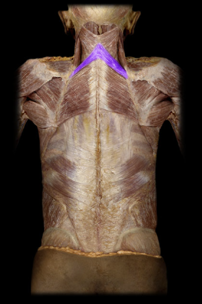 <p>deep to trapezius, superior to rhomboid major, adduction of scapula</p>