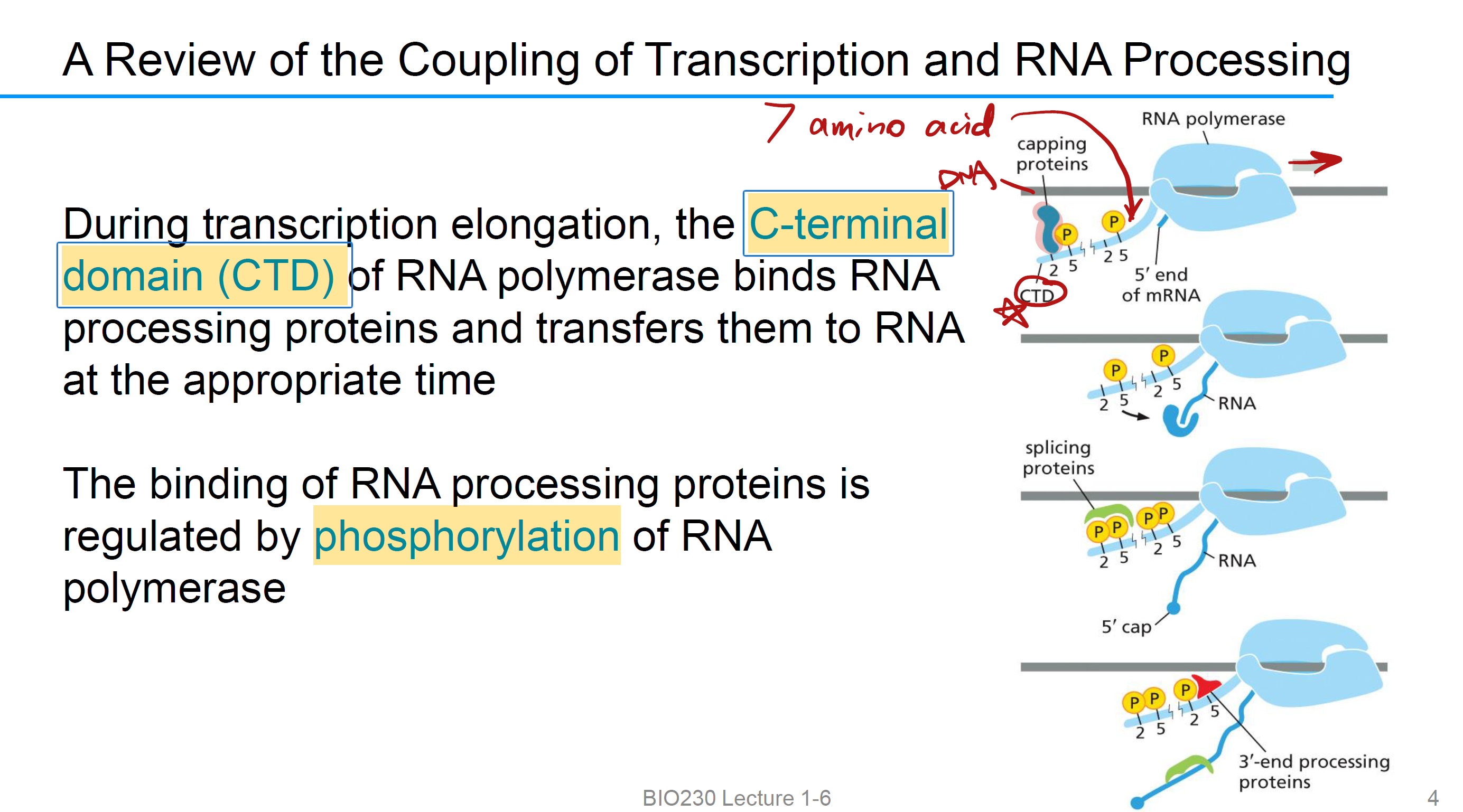 <p>RNA polymerase 开始合成RNA,<strong> CTD phosphorylation,</strong> 招募不同的加工蛋白，当RNA的5’端出来的时候，CTD 把 <strong>capping proteins（加帽酶）</strong> 递过去，继续延伸之后，CTD 把 <strong>splicing proteins</strong>递过去剪切Introns 拼接exons，到快结束时，CTD 把 <strong>3′-end processing proteins</strong> 递上去，完成 poly(A) 加尾并结束转录。</p>