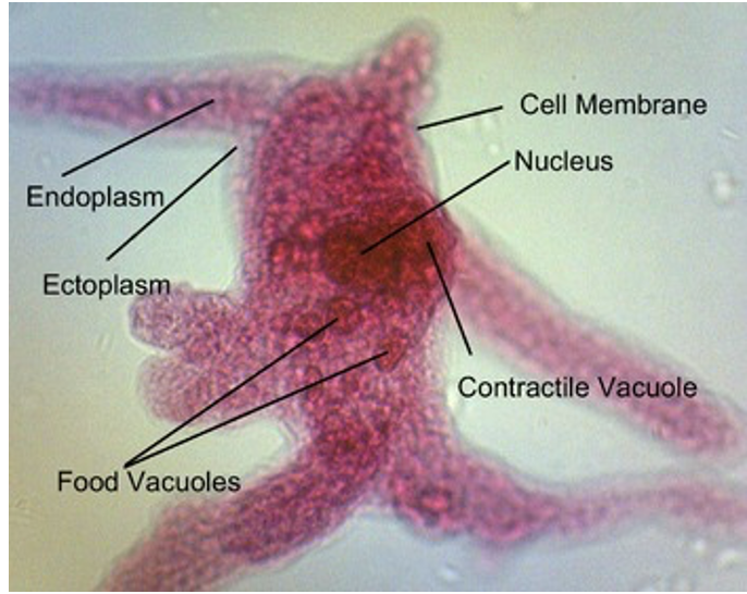 Amoeba 