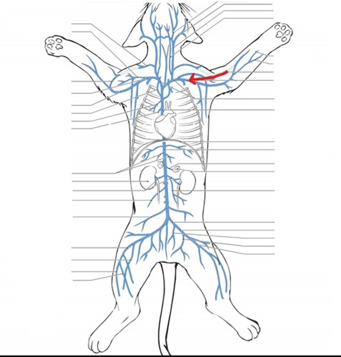 <p>identify the vein</p>
