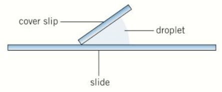 <p>wet mount preparation</p><ul><li><p>suspend specimen in liquid such as water or an immersion oil</p></li><li><p>place cover slip at an angle</p></li><li><p>for example aquatic samples and living organisms</p></li></ul><p></p>