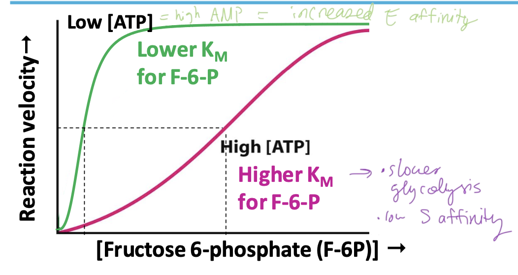 <p>Glycolysis in skeletal muscle provides ATP for muscle contraction. Primary control is the ratio of ATP to AMP. As [ATP]/[AMP] decreases, enzyme activity increases</p><p>→ low [ATP] (signalled by high [AMP]) increases PFK’s affinity for F-6P. AMP binds regulatory site reversing ATP’s inhibitory action = <strong>more active R form (left shift)</strong></p><p>→ high [ATP] inhibits enzyme affinity for F-6P as it binds to AMP site</p>