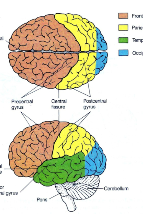 <ul><li><p>Sensory processing: touch, temperature, pressure</p></li></ul><p></p><p><strong>Hint: </strong></p><p><strong><u>Par</u>ietal Lobe = <u>Par</u>ent </strong></p><p><strong>imagine a parent putting their hand on your forehead to check your temperature (touch + pressure too) </strong></p>