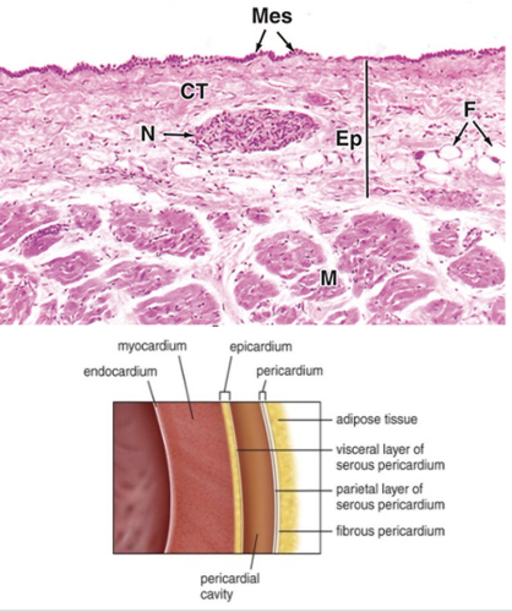 <p>What lies between the parietal pericardium and the epicardium?</p>