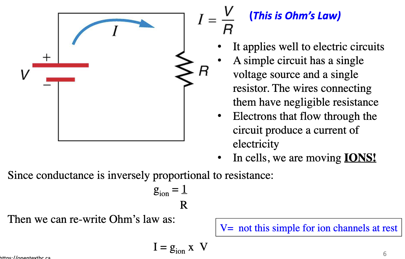 <ul><li><p>Ohm’s Law: I = V / R</p></li><li><p>In circuits: voltage source → resistor → current of electrons.</p></li><li><p>In cells: current = flow of <strong>ions</strong>, not electrons.</p></li><li><p>Conductance (g<sub>ion</sub>) = 1 / R</p></li><li><p>Rewritten for ions:</p><ul><li><p>I = g<sub>ion </sub>×V</p></li></ul></li></ul><ul><li><p><span data-name="warning" data-type="emoji">⚠</span> Note: For ion channels, “V” isn’t just the battery voltage — it’s the <strong>driving force</strong> (membrane potential relative to the ion’s equilibrium potential).</p></li></ul><p></p>