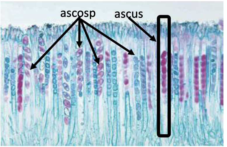 ex) Peziza

repro structure: ascocarp

spore: ascospore