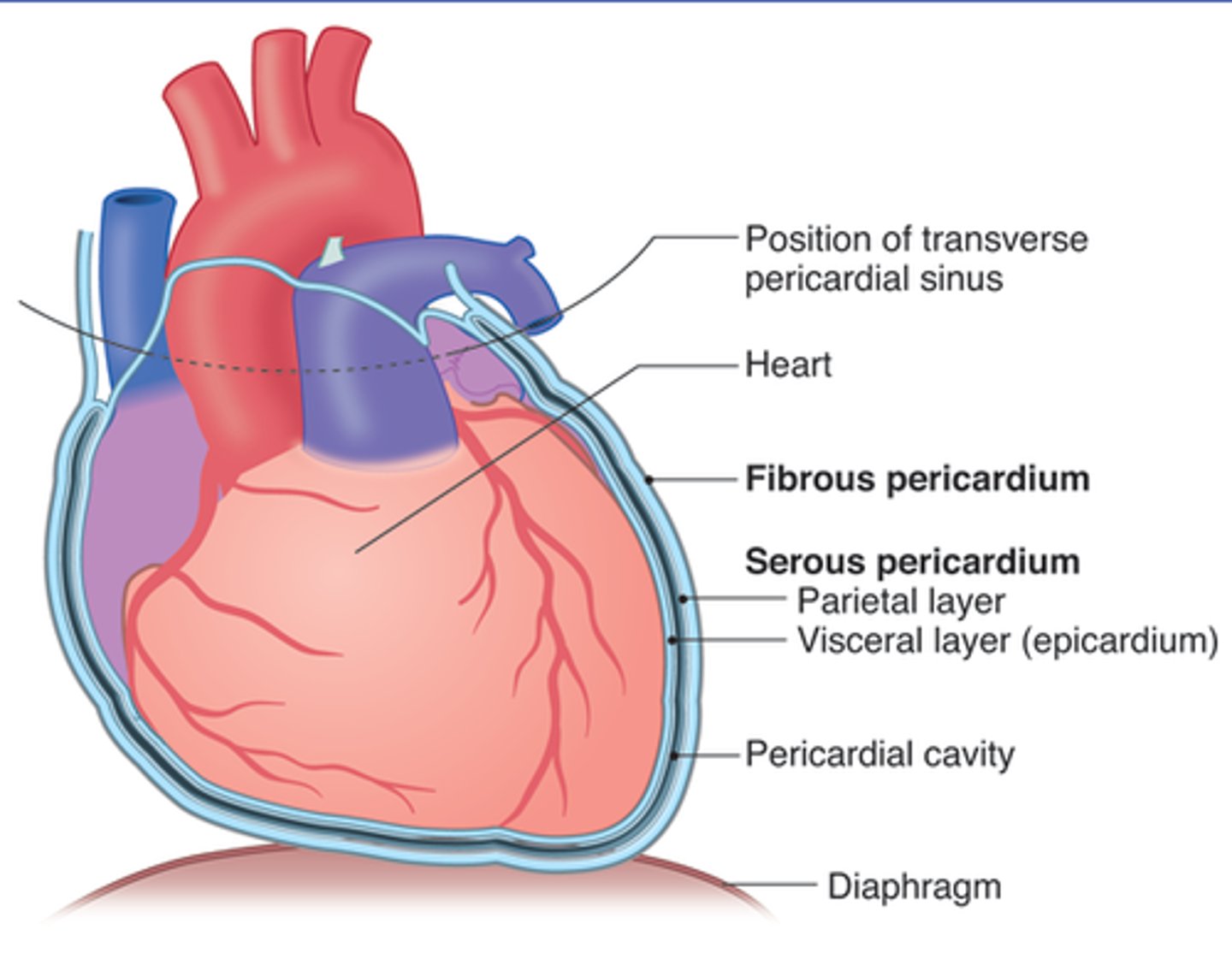 <p>Description: Fibrous connective tissue on the outer surface of the pericardial sac</p><p>Relationship: Usually covered in adipose tissue</p>
