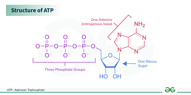 <ul><li><p>The energy carrier molecule used to power cellular activities, composed of three phosphate groups, adenine, and ribose.</p></li><li><p>Cleavage of each high energy phosphate releases energy when ATP is hydrolyzed to ADP.</p></li></ul><p></p>