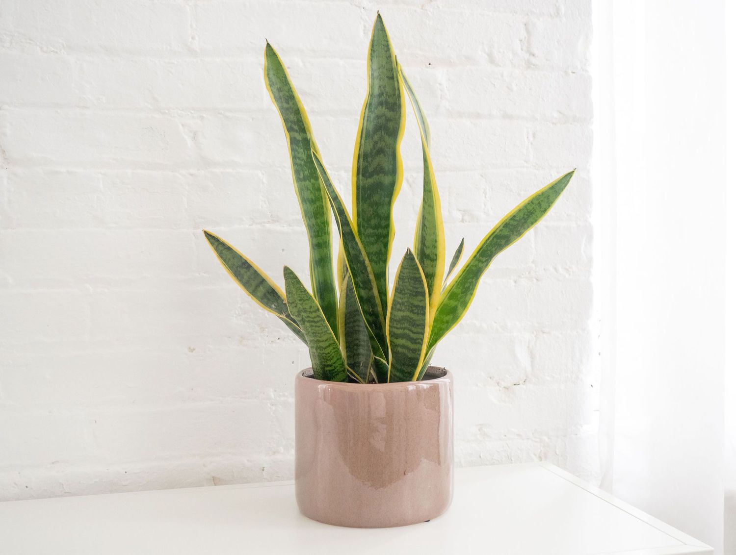 <p>Dracaena Trifasciata</p>