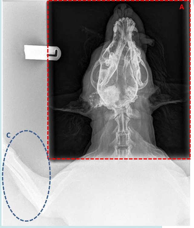 <p><span>A. Is the image in the area marked A created by the primary or secondary x-ray beam?</span></p><p></p><p><span>B. Will protective clothing (gloves, gowns) stop X-rays within area A?</span></p><p></p><p><span>C. What effect is mainly responsible for producing the image seen in Area C?</span></p><p></p><p><span>D. What piece of equipment can be used to reduce the production of images such as that seen in area A, while maintaining a diagnostic image in area A?</span></p>