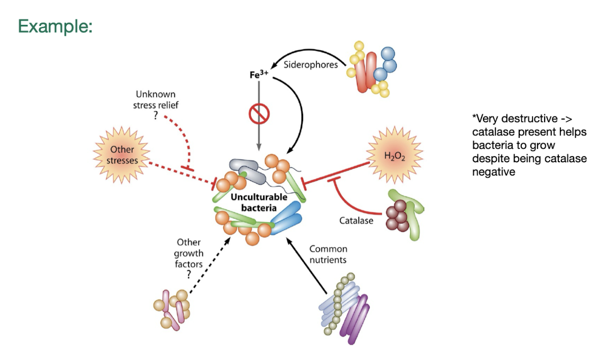 <p>Refer to microbial species <strong><u>that cannot be grown or maintained in laboratory settings </u></strong><span style="color: green;"><strong>due to specific growth requirements, environmental conditions, or unknown factors. </strong></span></p><p>These microbes often exist in natural habitats, making them difficult to study using traditional culture techniques. </p>