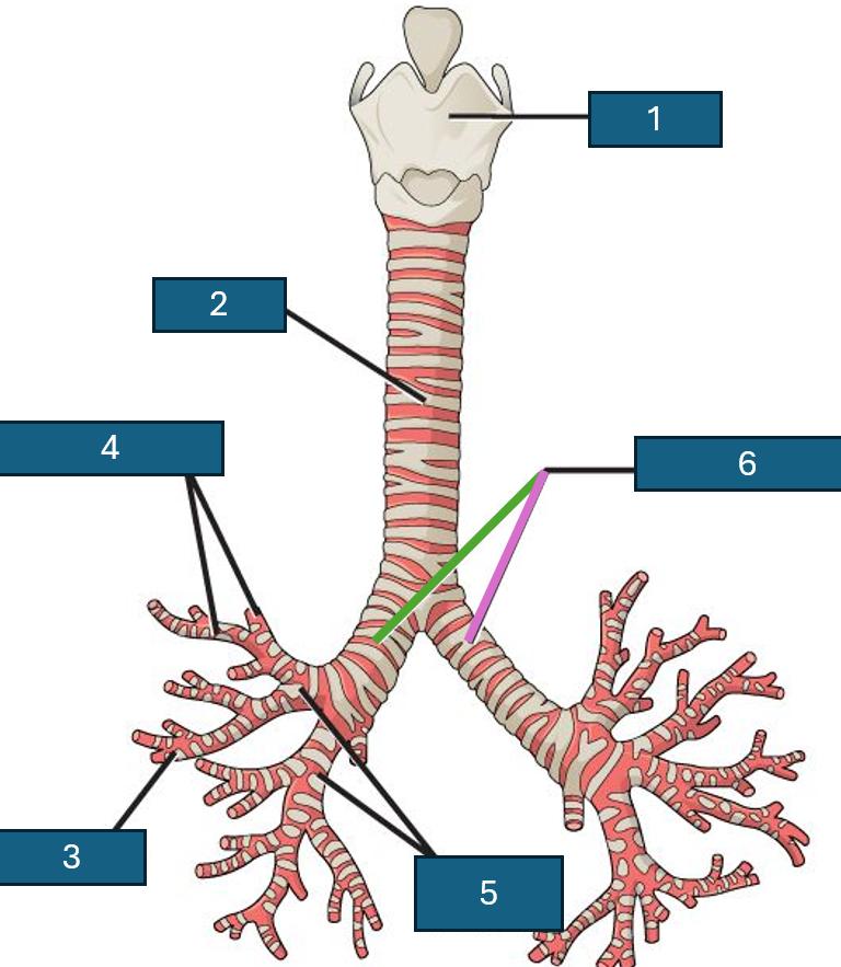 <p>6 (green)</p>
