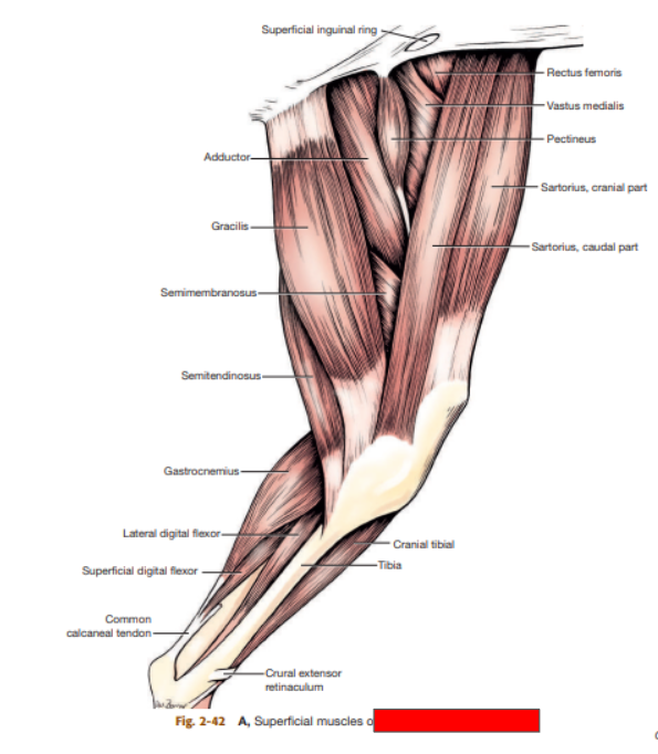 <p>Which pelvic limb is this?&nbsp;</p>