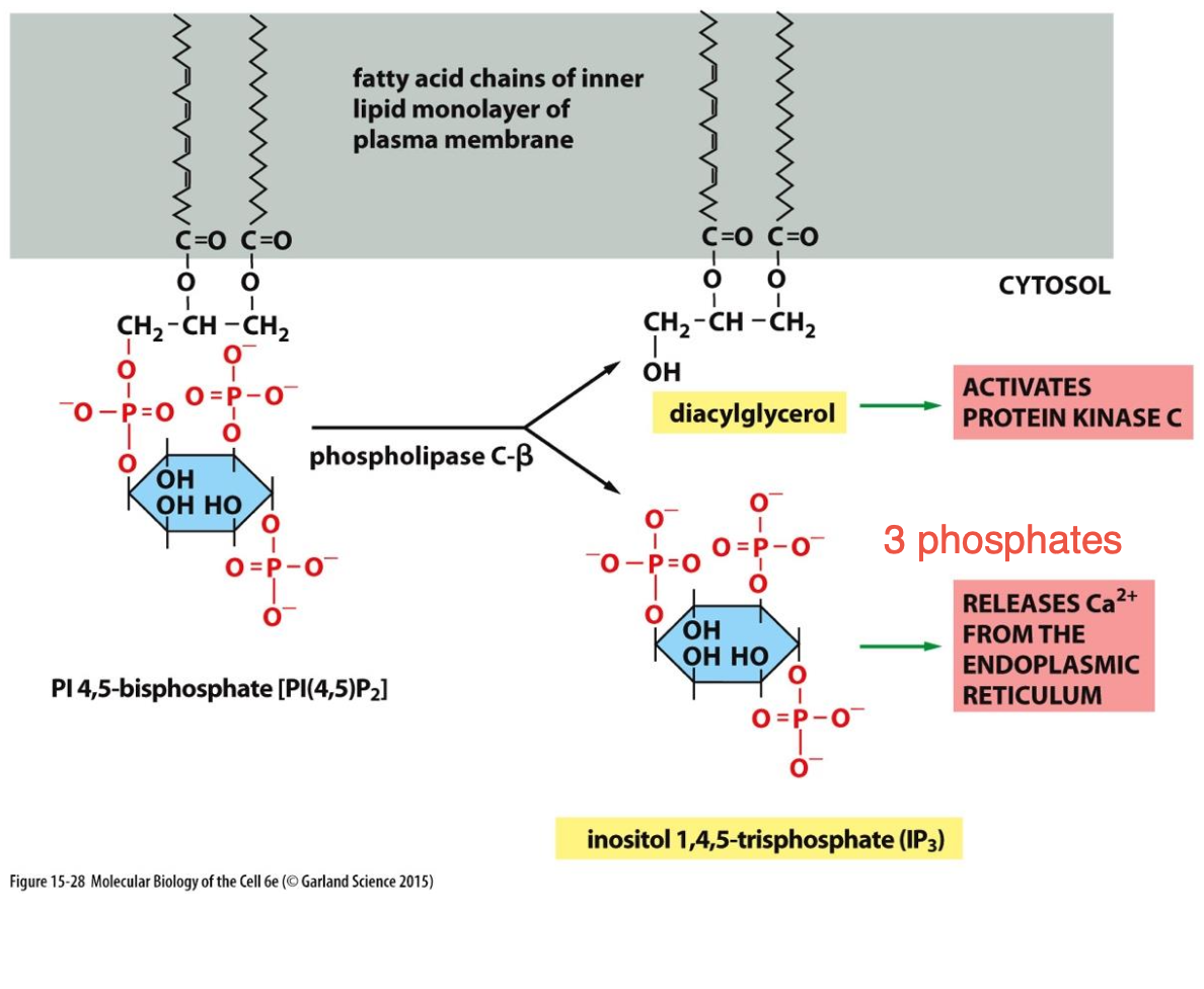 <p>Gαq active la phospholipase C-beta.</p><p>Phospholipase C-beta va hydrolyser PIP2 en IP<sub>3</sub> et DAG</p><p>Plus de 25 récepteurs peuvent activer cette voie.</p>