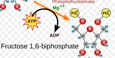 <p>Phosphofructokinase, Fructose-1,6-bisphosphate, ATP → ADP, H+</p>