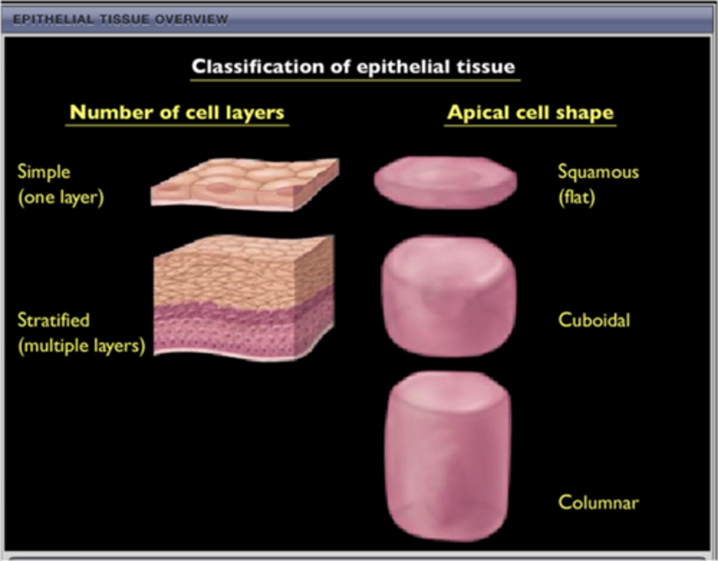 <p>Each type of epithelial tissue has 2 names -</p><p>The first name is for the number of cell layers it has (simple or stratified)</p><p>The second name is for the shape of the apical cells making up that epithelial tissue (squamous, cuboidal, columnar, pseudostratified, transitional).</p>