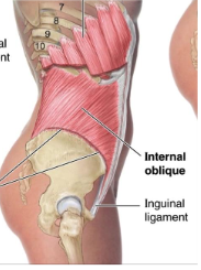 <p><strong>Origin</strong>: Inguinal ligament, iliac crest, thoracolumbar fascia</p><p><strong>Insertion</strong>: Inferior three or four costal cartilages, linea alba, conjoined tendon to pubis</p><p><strong>Action</strong>:</p><p>Unilaterally: laterally flexes vertebral column to same side, rotates trunk to same side</p><p>Bilaterally: flexes the vertebral column &amp; compresses abdominal content</p>