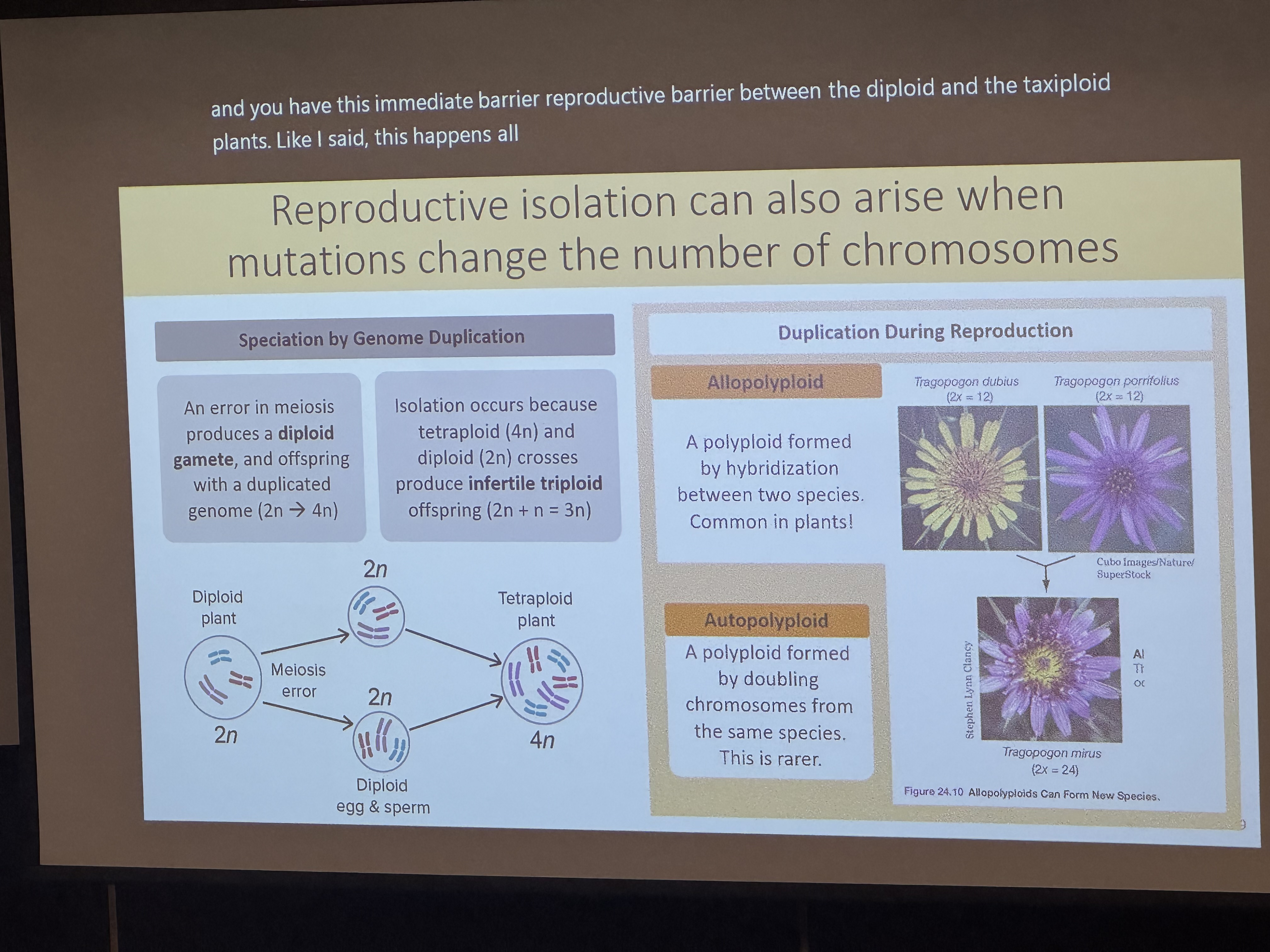 <p>(sympatric selection)</p><p>an error in meiosis produces a diploid gamete + offspring with a duplicated genome 2n → 4n</p><p>isolation occurs bc tetraploid and diploid crosses to produce infertile triploid </p>