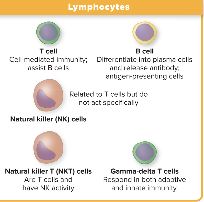 <ul><li><p>T cell</p></li><li><p>B cell</p></li><li><p>Natural killer cells</p></li><li><p>NKT cells</p></li><li><p>Gamma-delta T cells</p></li></ul><p></p>