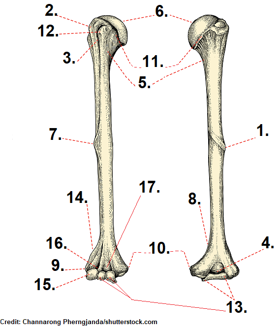 <p>what part of the humerus is 15?</p>