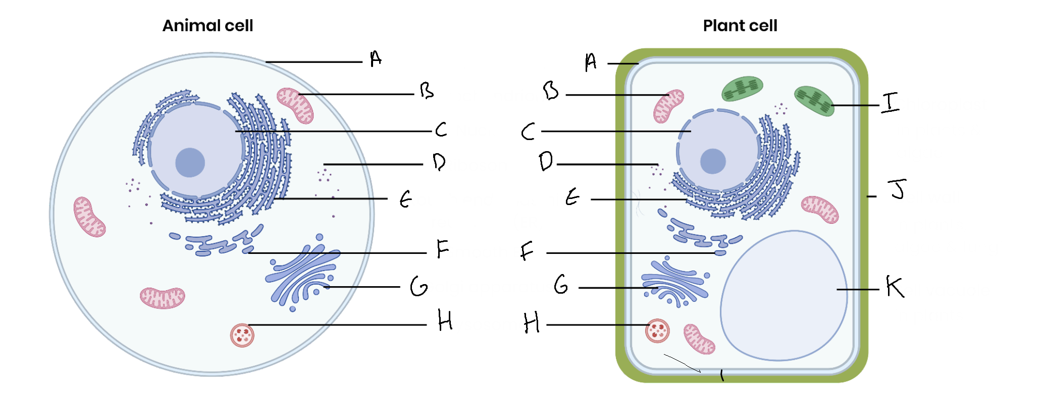 <p>What is the organelle labelled C?</p>