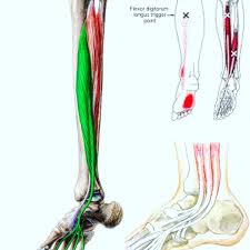 <p>O Flexor largo de los dedos</p>