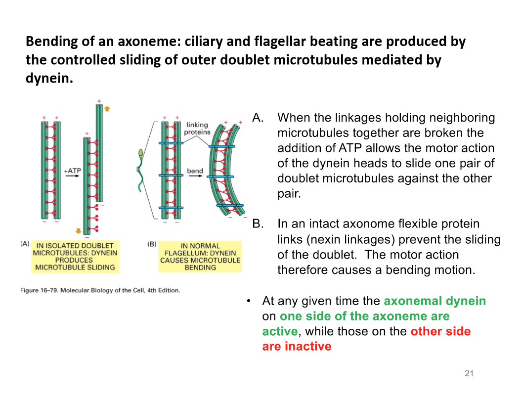 <p>Bending of Axoneme</p>