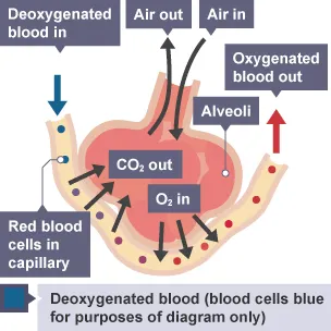 <ol><li><p>Air is inhaled through the nose or mouth, filling alveoli with air</p></li><li><p>There is a high concentration of oxygen in the alveolus, and a low concentration in the capillaries</p></li><li><p>Oxygen diffuses from a high concentration in the alveolus to a low concentration in the capillaries</p></li><li><p>Oxygen binds with haemoglobin and is released in cells with low oxygen concentration</p></li></ol><p></p>
