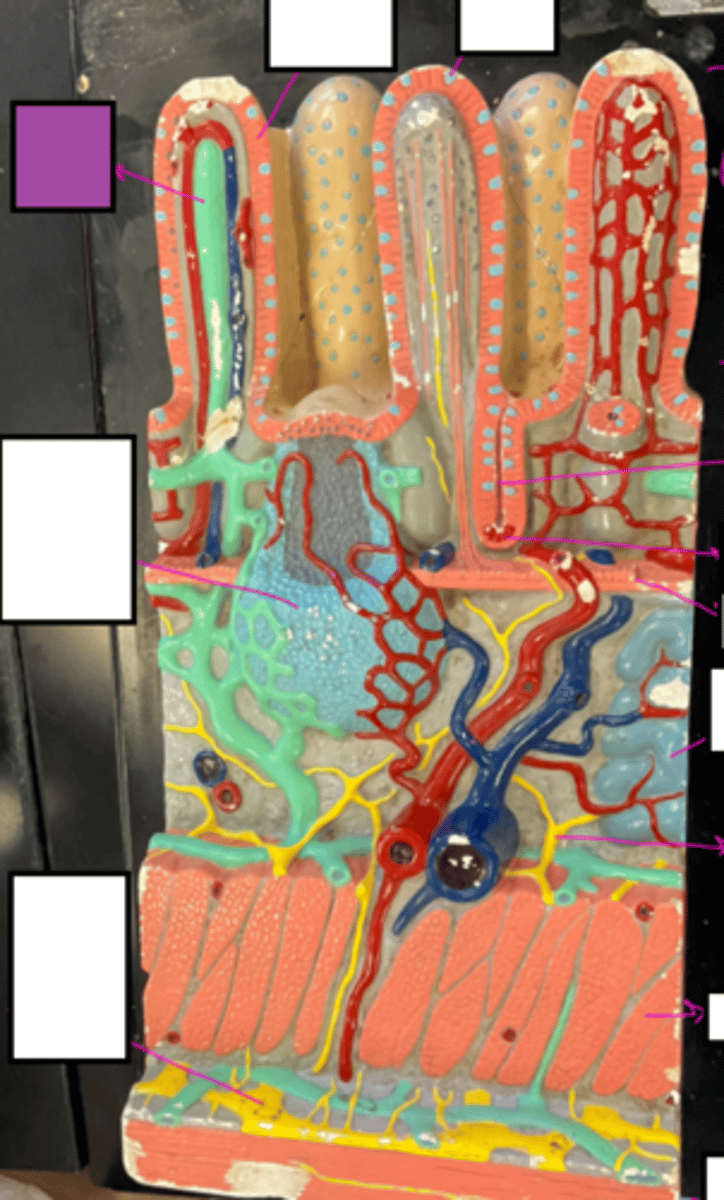 knowt flashcard image