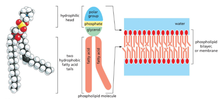 <p>True.</p><p>-saturated fatty acids make the membrane<strong> less fluid </strong>and tend to aggregate.</p><p>-cis unsaturated fatty acids <strong>reduce membrane rigidit</strong>y because they do not form solid aggregates.</p><ul><li><p>Prevents tight packing</p></li><li><p>Keeps membranes <strong>fluid but stable</strong></p></li></ul><p></p>