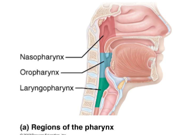 <ul><li><p>allows passage of food, fluids, and air</p></li><li><p>food passes from mouth into oropharynx and then into laryngopharynx</p></li><li><p><strong>stratified squamous epithelia</strong> lining with mucus (bc of goblet cells) producing glands</p><ul><li><p>external muscle layers<strong> consists of 2 skeletal muscle layers</strong></p><ul><li><p>inner layer of muscles runs longitudinally</p></li><li><p>outer pharyngeal constrictors encircle wall of pharynx</p></li></ul></li></ul></li></ul><p></p>