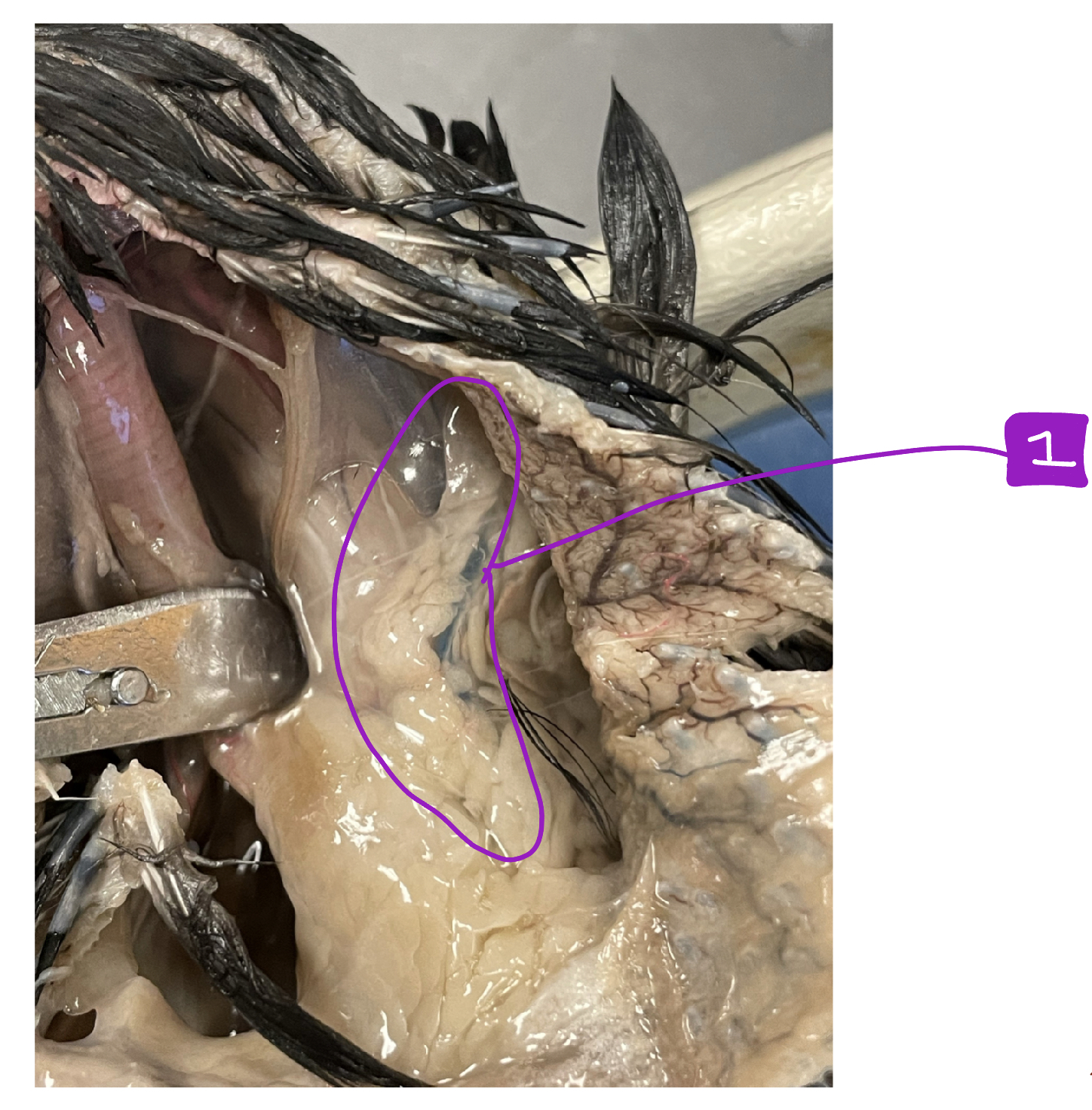 What feature of the bird is #1?