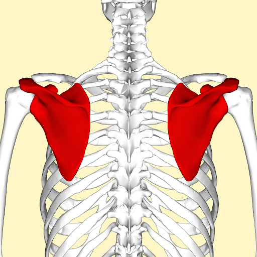 <p>flat, triangular bone located in the upper back.</p>
