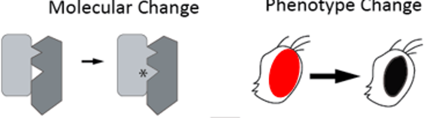 <p>a mutation that results in an overactive polypeptide, producing too much product</p>