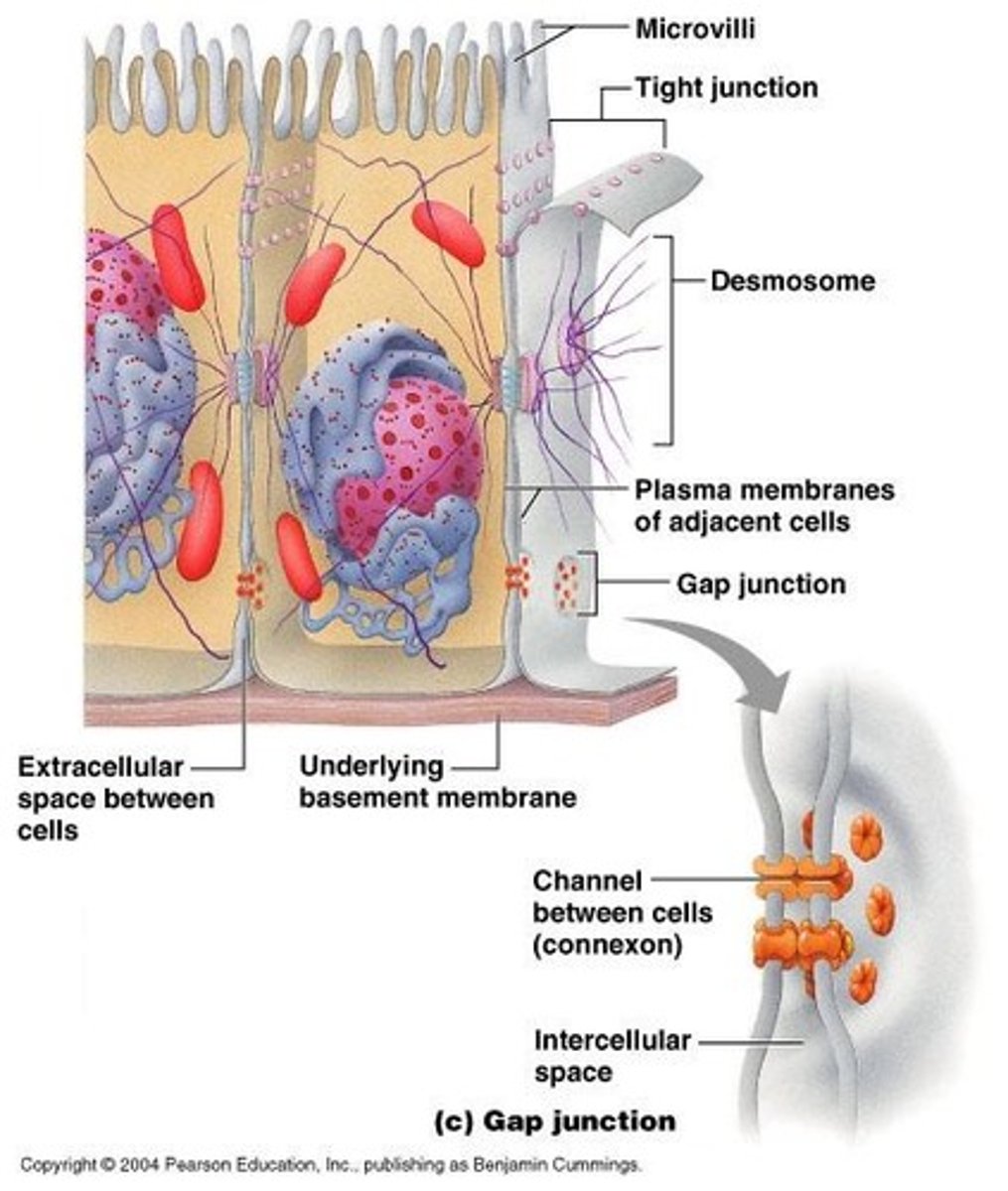 <p>Zipper-like, leak proof connections found in the intestines.</p>