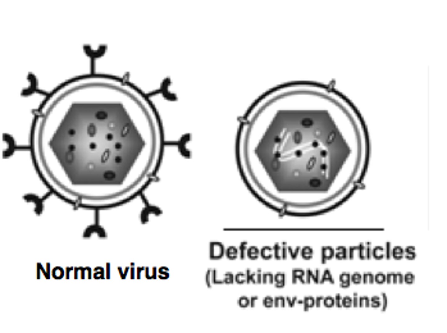 <p>mutant virions produced that cannot infect a new host cell</p><p>3 multiple choice options</p>