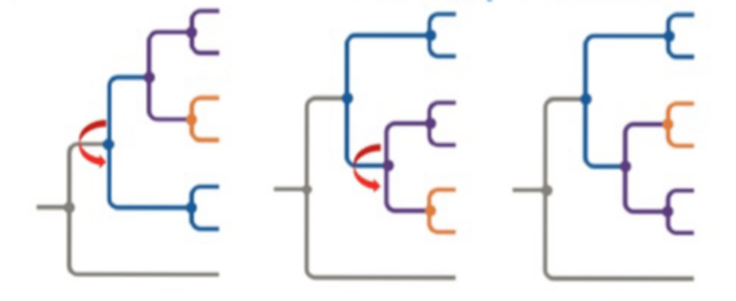 <p>- The divergence of 2 lineages from a common ancestor</p><p>- Branches can rotate without changing relationships</p>