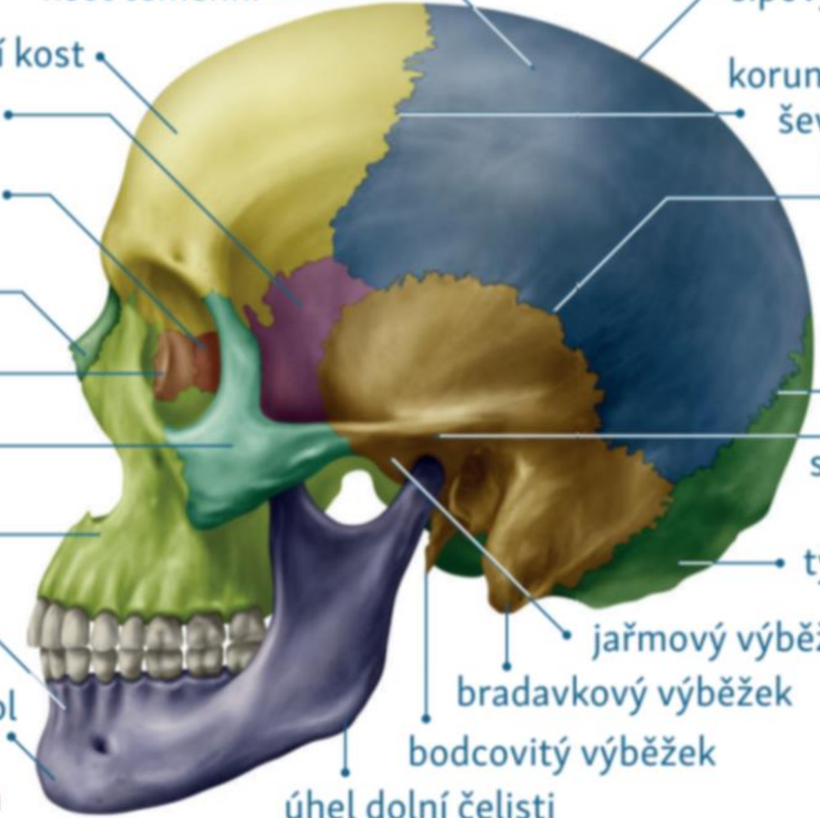 <p>vybezek spojujici licni kost a spankovou kost </p>